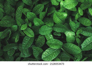 Art abstract spring background natural green leaf with rain drop after the storm at rainforest. leaves green background with rain drop. top view of green leaf in the garden. fat lay. - Powered by Shutterstock