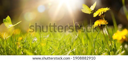 art abstract spring background or summer background with fresh grass
