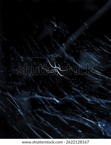 Art and artist,spider and web