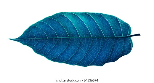 The art blue  leaf isolated on white .