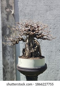 art bonsai tree ficus microcarpa