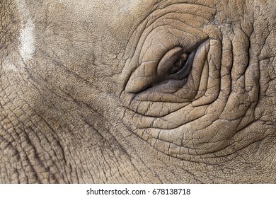 the art of close up animal skin blur background