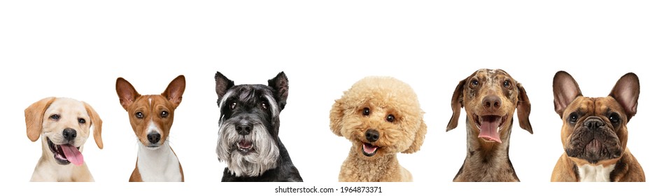 Art collage made of funny dogs different breeds posing isolated over white studio background. Concept of motion, action, pets love, animal life. Look happy, delighted. Copyspace for ad, flyer. - Shutterstock ID 1964873371