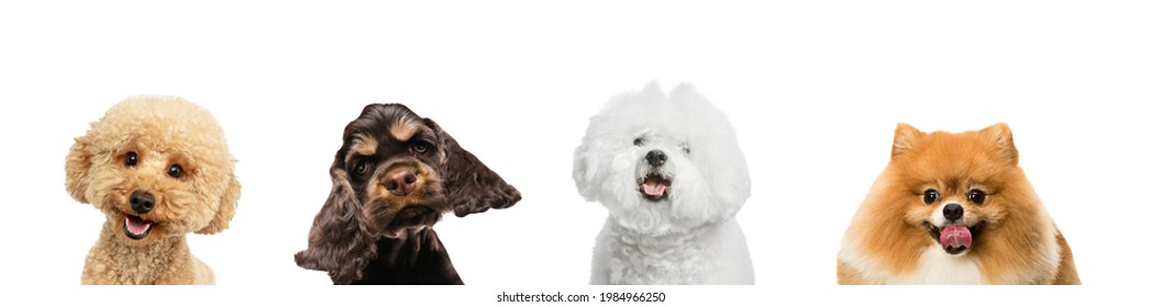 Art collage made of funny dogs different breeds posing isolated over white studio background. Concept of motion, action, pets love, animal life. Look happy, delighted. Copyspace for ad, flyer. - Shutterstock ID 1984966250