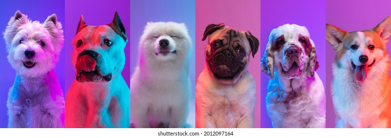 Art collage made of funny dogs different breeds on multicolored studio background in neon light. Concept of motion, action, pets love, animal life. Look happy, delighted. Copyspace for ad, flyer.