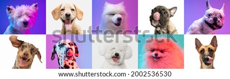 Art collage made of funny dogs different breeds on multicolored studio background. Concept of motion, action, pets love, animal life. Look happy, delighted in neon light. Copyspace for ad, flyer.