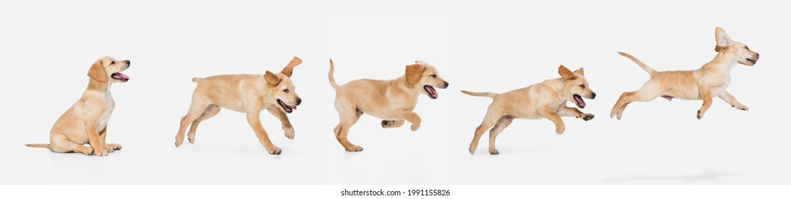 Art collage made of one funny dog jumping isolated over white studio background. Concept of motion, action, pets love, animal life. Look happy, delighted. Copyspace for ad, flyer.