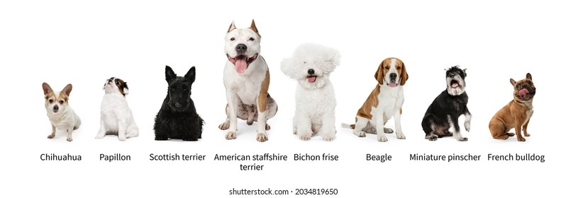 368,196 Dog concept Images, Stock Photos & Vectors | Shutterstock