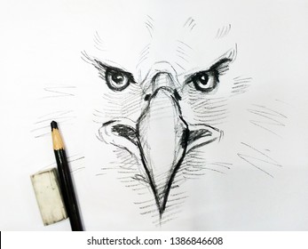 Art  Drawing sketch  eye  face   Hawk  Eagle thailand   sketch   stroke drawing