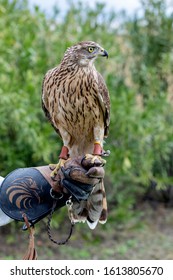 The Art Of Falconry. Azor On The Falconer's Glove