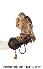 The Art Of Falconry. Azor On The Falconer's Glove