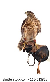 The Art Of Falconry. Azor On The Falconer's Glove