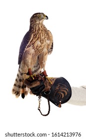 The Art Of Falconry. Azor On The Falconer's Glove