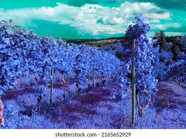 Art Fantasy. Imitation Of Impressionism. Blue Vineyards A La Van Gogh's Red