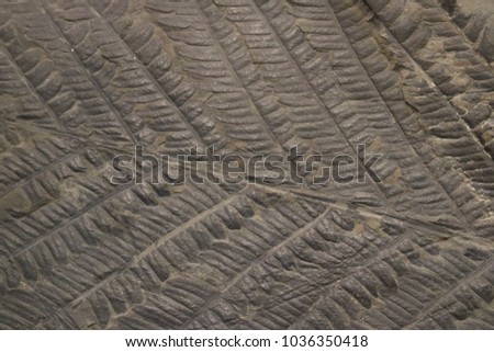 Art of fern fossil