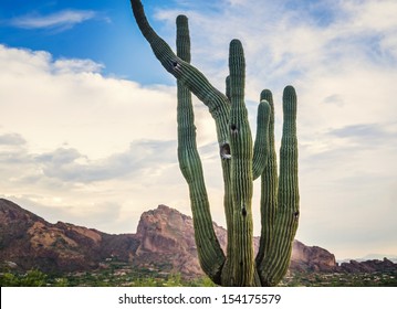 Art landscape image of Saguaro cactus tree and Camelback Mountain in background, Scottsdale,Phoenix,AZ