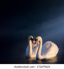 art love couple of swans