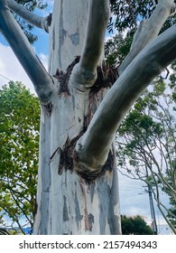 Art Of Nature Of A Big Tall Tree