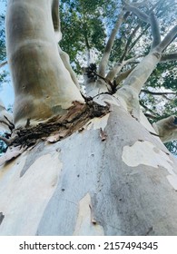 Art Of Nature Of A Big Tall Tree