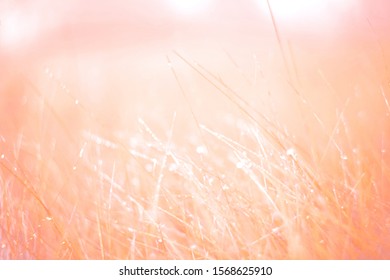 Art nature soft, color effect - Shutterstock ID 1568625910