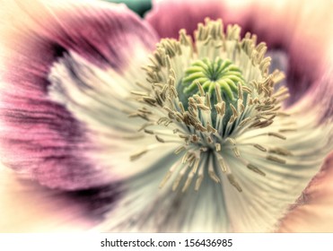 Art Of A Opium Poppy Deco