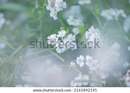 art photo of beautiful white small flowers in a white haze, selective focus