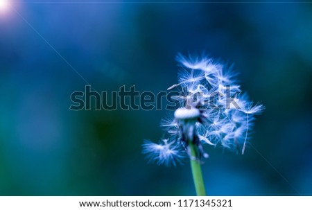 Similar – Blüte der Sterndolde (Astrantia)