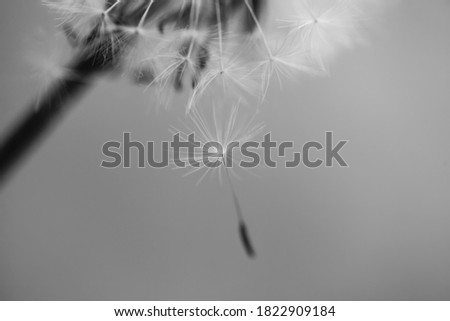 Similar – Image, Stock Photo A little flower. Nature