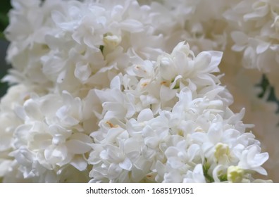 Art photo of lilac bush. Spring flowers - blooming lilac spring flowers. Spring natural blurred background. Soft focus.