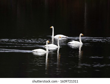 Art Photography. Silhouettes Of White Swans On The Black Water Of A Forest Lake, Alike White Act Of Tchaikovsky Ballet 