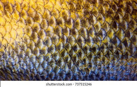 Art Real walleye Fish Scales Background 