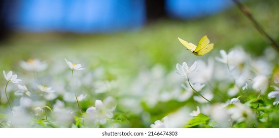 Art Spring Floral Landscape; Beautiful White Spring Flower And Fly Butterfly Against Evening Sunny Sky; Nature Landscape Background.

