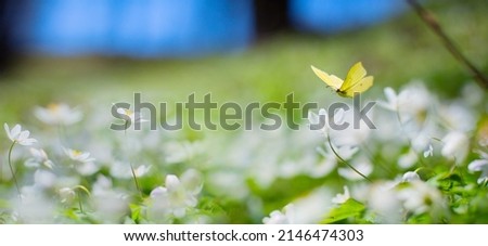 Art Spring floral landscape; beautiful white spring flower and fly butterfly against evening sunny sky; nature landscape background.

