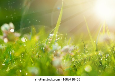 Art Spring Natural Green Background, Clover Flowers With Bokeh Cirlce And Sunlight. Field After Rain 