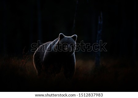 Art view on nature. Dark forest, brown bear hidden in habitat. Autumn trees with bear. Beautiful brown bear walking around lake, fall colours. Wildlife scene from nature.