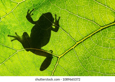 Art View On Nature. European Green Tree Frog (Hyla Arborea) On Leaf In Silhouette Light.