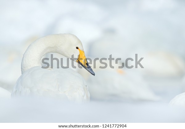 Art view on Whooper Swan, Cygnus cygnus,
detail bird portrait, Lake Kusharo, other blurred swan in the
background, winter scene with snow,
Japan.