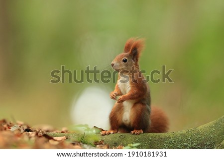 Similar – Image, Stock Photo nutcrackers Environment