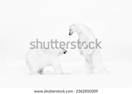 Art wildllife. Black and white art photo of two polar bears fighting on drifting ice in Arctic Svalbard. Animal fight in white snow. Snow in the Arctic with two polar bears.