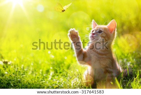 art Young cat / kitten hunting a butterfly with Back Lit 
