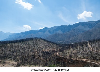 Arteaga Coahuila, Mexico. April 14, 2022. Burned tress all over a mountain in Coahuila. Human carelessness