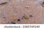 Artemia eggs thrown ashore in the Kuyalnitsky estuary, Odessa region, Ukraine