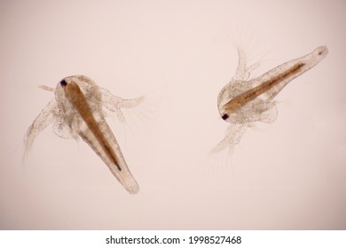 Artemia larvae in light microscope, Artemia plankton under a microscope.
