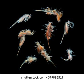 artemia plankton isolated on black background