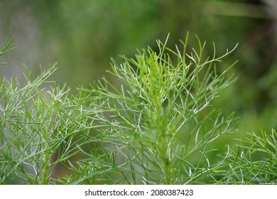 Artemisia abrotanum (southernwood, lad's love, southern wormwood, sunflower, old man) on the tree. Aerial parts of Artemisia abrotanum are used in jaundice therapy