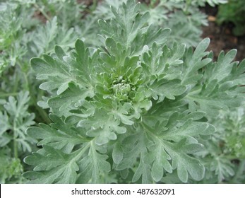 Artemisia Absinthium