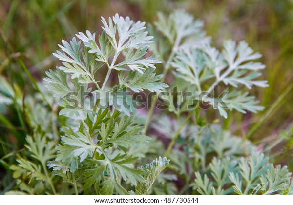 Artemisia\
absinthium (absinthium, absinthe wormwood, wormwood, common\
wormwood, green ginger or grand\
wormwood)