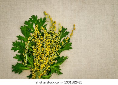 Artemisia absinthium ( absinthe, absinthium, absinthe wormwood, wormwood ) flowers and leaves on linen cloth napkin, close up