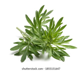 Artemisia absinthium  branch  isolated on white background