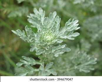 Artemisia absinthium close up